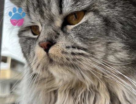 Sağlıklı ve Bakımlı Erkek Kedi Mino – Çiftleşmeye Hazır