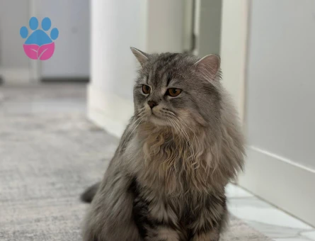 Sağlıklı ve Bakımlı Erkek Kedi Mino – Çiftleşmeye Hazır