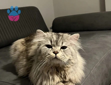 Sağlıklı ve Bakımlı Erkek Kedi Mino – Çiftleşmeye Hazır