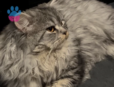 Sağlıklı ve Bakımlı Erkek Kedi Mino – Çiftleşmeye Hazır