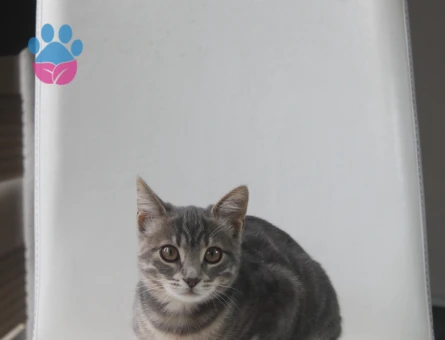 Tekir Kedim İlk Kızgınlığına Girdi