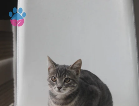 Tekir Kedim İlk Kızgınlığına Girdi