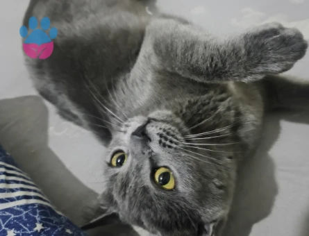 British Shorthair Kedim Kızgınlıkta