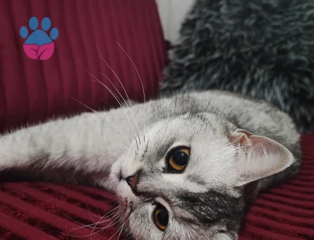Britsh Shorthair Kızımıza eş arıyoruz