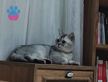 Britsh Shorthair Kızımıza eş arıyoruz