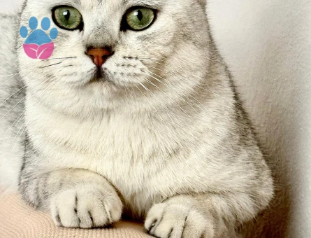 British Shorthair 1 Yaşında Oğluma Eş Arıyorum