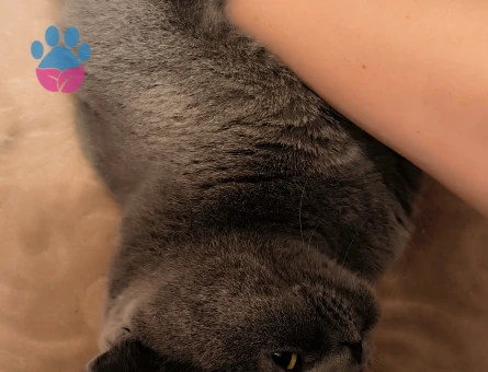 Scottish fold Dişi Kedim Eş Arıyor 2 Yaşında