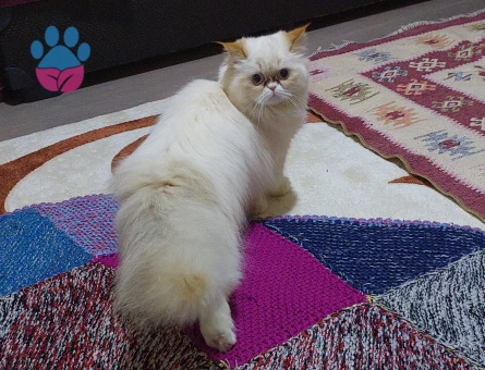 İran persian cinsi güzel kızım