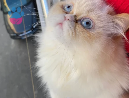 İran persian cinsi güzel kızım