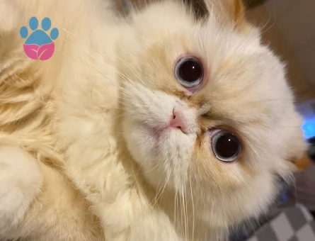 İran persian cinsi güzel kızım