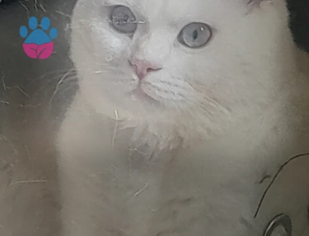 Scottish fold erkek Kedime dişi  Eş Arıyorum