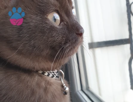 British Shorthair Erkek Kedime Eş Arıyorum