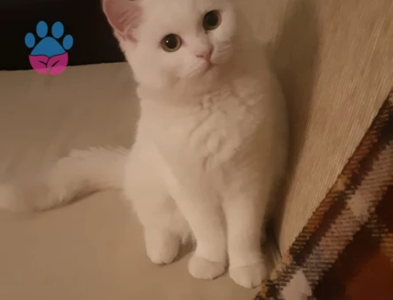 Kızım Maya'ya acil eş arıyorum