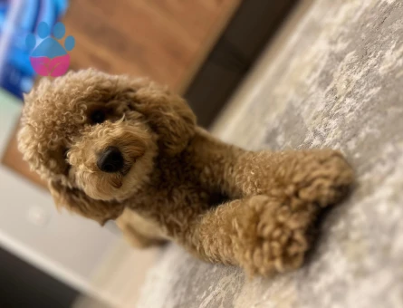 1,5 YAŞINDA 1 NUMARA TOY PODDLEMİZ İÇİN EŞ ARIYORUZ