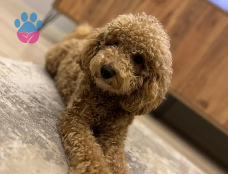 1,5 YAŞINDA 1 NUMARA TOY PODDLEMİZ İÇİN EŞ ARIYORUZ