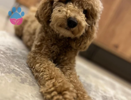 1,5 YAŞINDA 1 NUMARA TOY PODDLEMİZ İÇİN EŞ ARIYORUZ