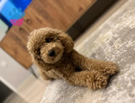 1,5 YAŞINDA 1 NUMARA TOY PODDLEMİZ İÇİN EŞ ARIYORUZ