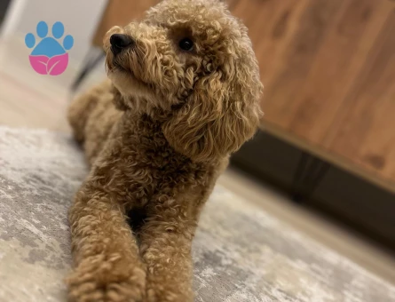 1,5 YAŞINDA 1 NUMARA TOY PODDLEMİZ İÇİN EŞ ARIYORUZ