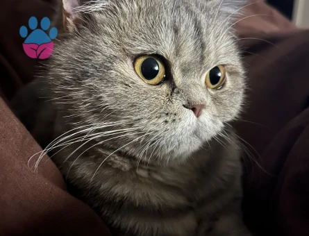 10 aylık kızıma eş arıyoruz