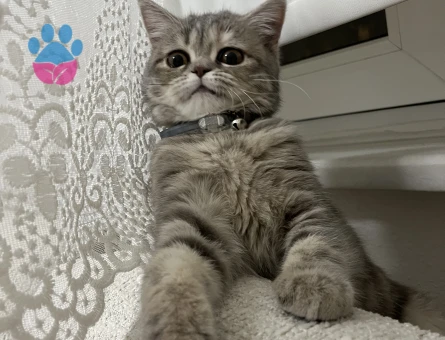 10 aylık kızıma eş arıyoruz