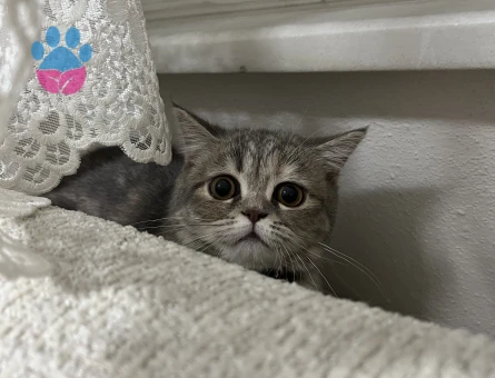 10 aylık kızıma eş arıyoruz