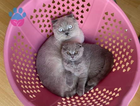 Scotish Fold Blue Point oğluma eş arıyorum.