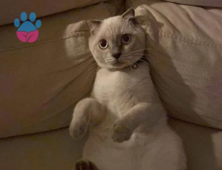 Scotish Fold Blue Point oğluma eş arıyorum.