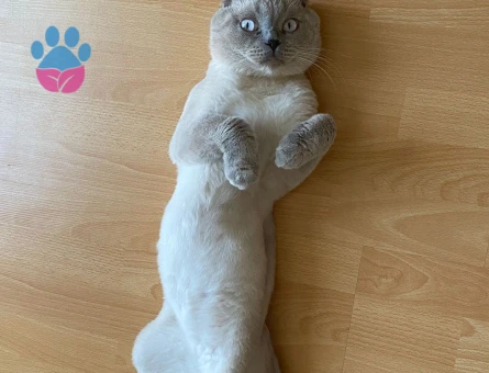 Scotish Fold Blue Point oğluma eş arıyorum.