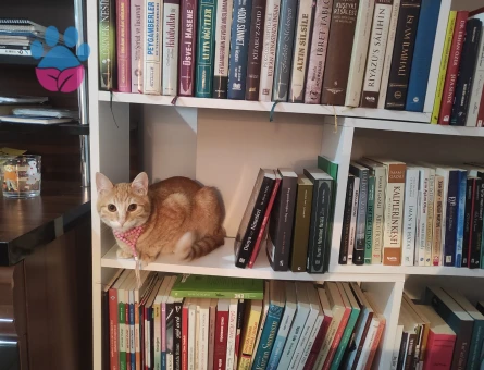 sarmanımıza eş arıyoruz