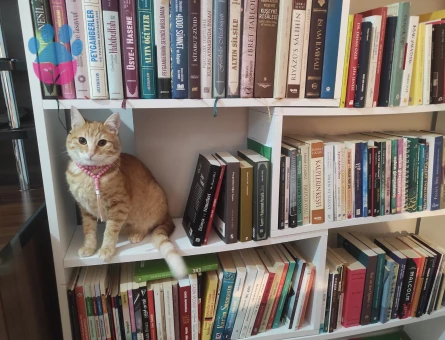 sarmanımıza eş arıyoruz