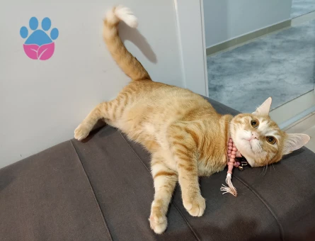 sarmanımıza eş arıyoruz