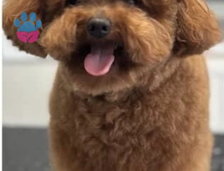 Max oğlumuza eş arıyoruz