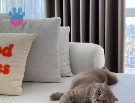 Kedimize acil eş arıyoruz