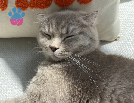 Kedimize acil eş arıyoruz