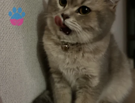 Kızım freya için eş arıyoruz