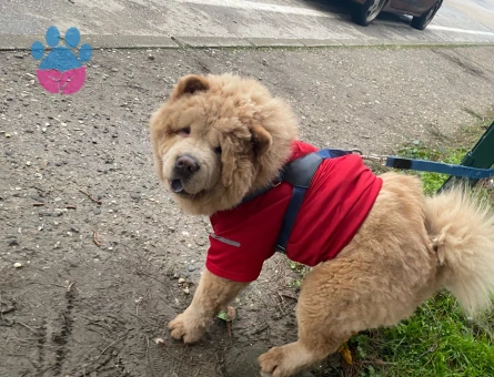 Dişi Chow Chow arıyorum