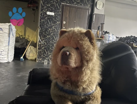 Dişi Chow Chow arıyorum