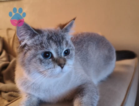 3 Yaşında British Shorthair Kızgınlıkta