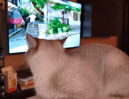 3 Yaşında British Shorthair Kızgınlıkta