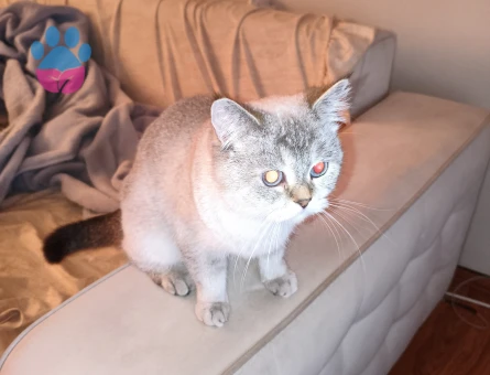 3 Yaşında British Shorthair Kızgınlıkta