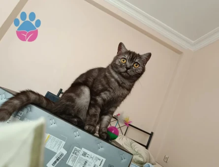 British Shorthair 2 Yaşında Dişi Kızgınlıkta