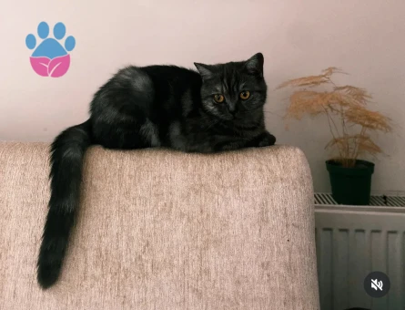 British Shorthair 2 Yaşında Dişi Kızgınlıkta