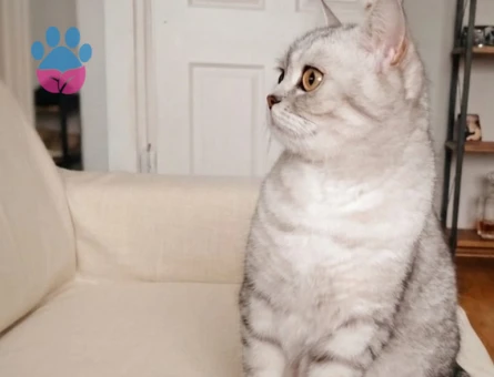 British Shorthair 1 Yaşında Eş Arıyor