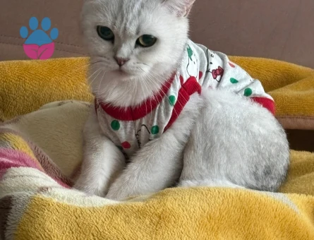 1 yaşında Biritsh silver prensesime eş  arıyoruz