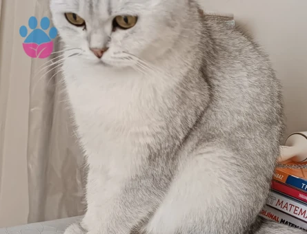 1 yaşında Biritsh silver prensesime eş  arıyoruz