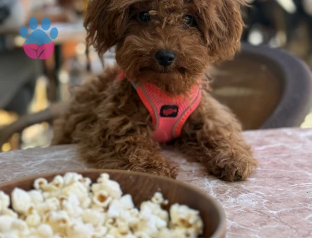 Toy Poodle 1,5 Yaşında Eş Arıyor