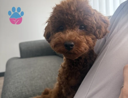 Toy Poodle 1,5 Yaşında Eş Arıyor