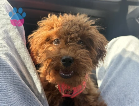 Toy Poodle 1,5 Yaşında Eş Arıyor