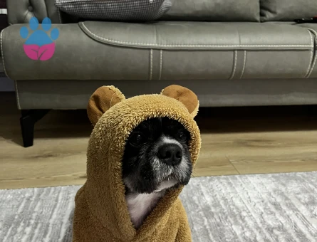 Shih Tzu 7 Yaşında Eş Arıyoruz