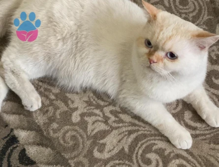 British Shorthair 1,5 Yaşında Eş Arıyor